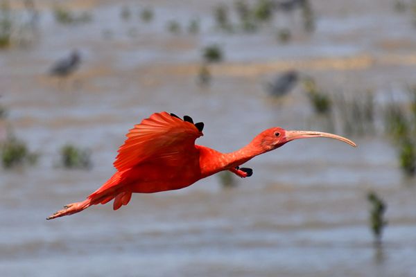 Rode ibis bij Georgetown