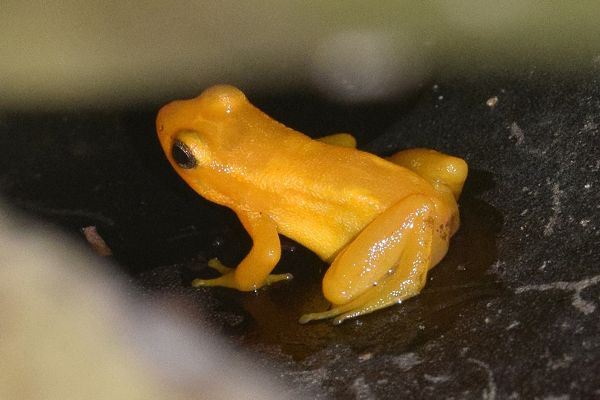 Golden dart-poisin frog bij Kaieteur Falls