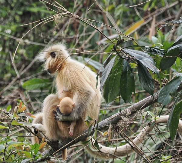 Gouden langoer met baby bij Gelephu, Bhutan