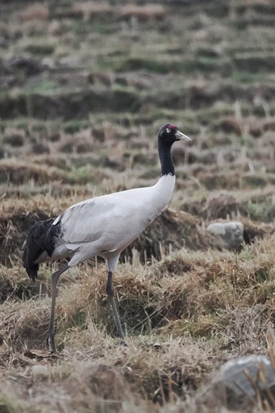 Zwarthalskraanvogel in het Bumdeling Wildlife Sanctuary, Bhutan