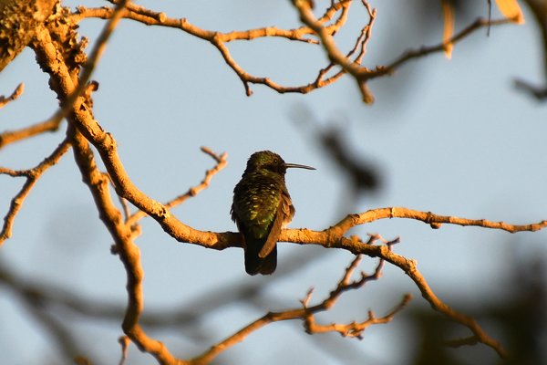 Witbuikvioletoorkolibrie in de Serra da Canastra, Brazilië