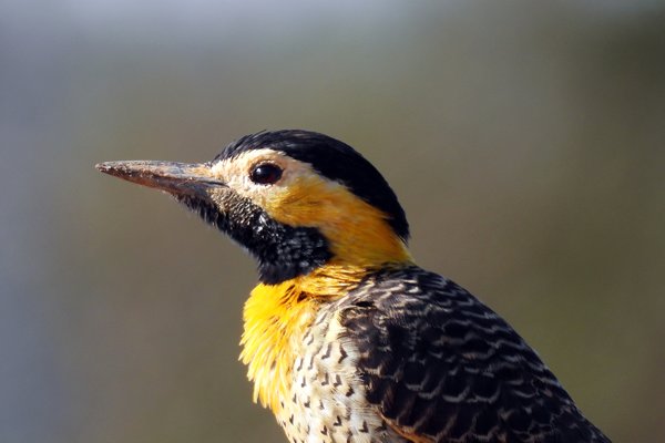 Campogrondspecht in de Serra da Canastra, Brazilië