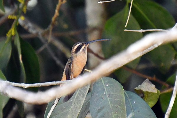 Brilheremietkolibrie in de Serra da Canastra, Brazilië