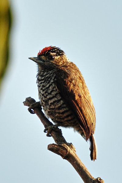 Zebradwergspecht in de Serra da Canastra, Brazilië