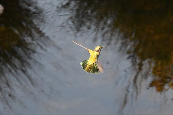 Witbuikvioletoorkolibrie in de Serra da Canastra, Brazilië