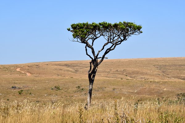 Eenzame boom in het droge landschap van de Serra da Canastra, Brazilië