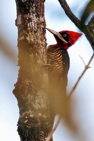 Grote roodkopspecht in de Serra do Caraça, Brazilië