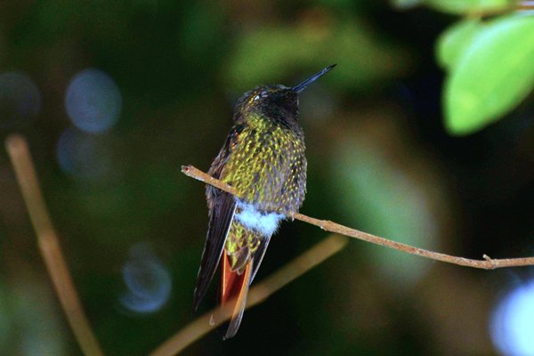 Braziliaanse robijnkolibrie in de Serra do Caraça, Brazilië