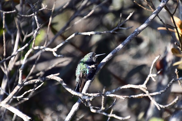 Blauwbuikvizierkolibrie in de Serra do Caraça, Brazilië