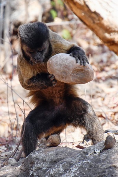 Sapajus libidinosus die een acurinoot kraakt met een steen bij Wolf Camp, Brazilië