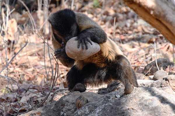 Sapajus libidinosus die een acurinoot kraakt met een steen bij Wolf Camp, Brazilië