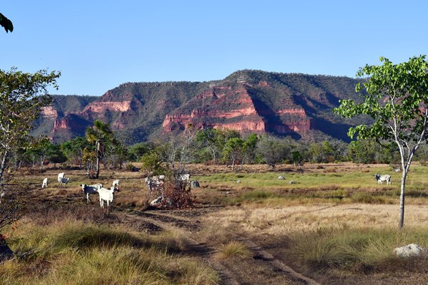 Landschap in de omgeving van Wolf Cliff Camp, Piauí, Brazilië