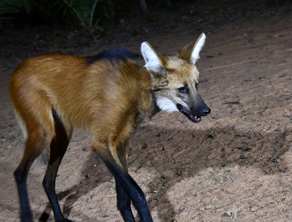 Manenwolf bij Wolf Camp, Brazilië