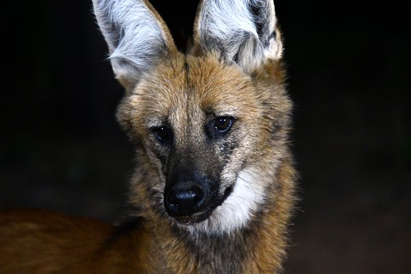 Manenwolf bij Wolf Camp, Brazilië