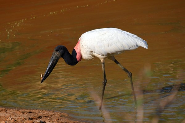 Jabiru met visje in de snavel, Pantanal, Brazilië