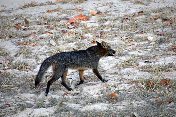 Krabbenetende vos in de Pantanal, Brazilië