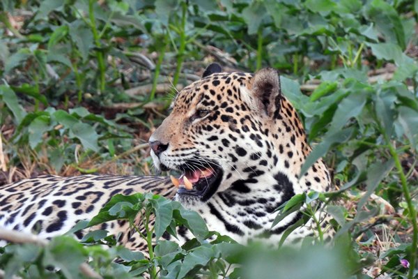 Jaguar bij Piuval (Pantanal)