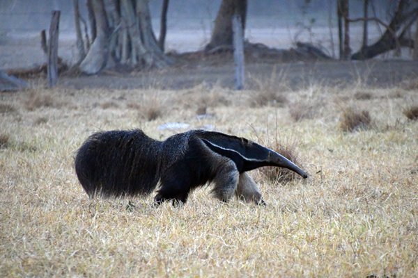 Reuzenmiereneter in de Pantanal, Brazilië