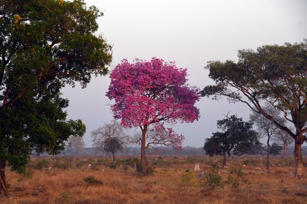 Handroanthus heptaphyllus (Roze Ipe) in de omgeving van de Piuval Lodge, Pantanal, Brazilië