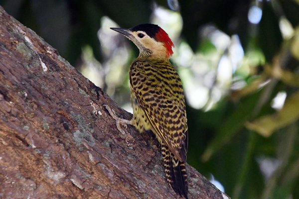 Groenbandgrondspecht in de Pantanal, Brazilië