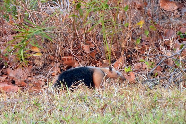 Zuidelijke boommiereneter in de Pantanal, Brazilië