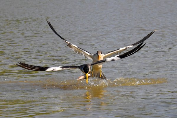 Grootsnavelstern vliegt met vis in zijn snavel, Pantanal, Brazilië