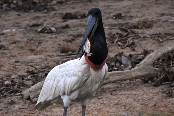 Jabiru met vis in de snavel, Pantanal, Brazilië