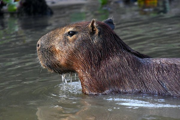 Capibara in de Pantanal, Brazilië