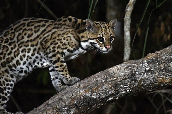 Ocelot in de Pantanal, Brazilië