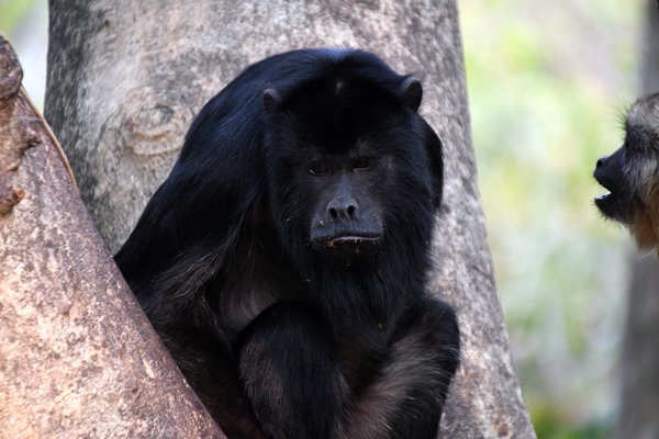 Zwarte brulaap (Alouatta caraya) in de Pantanal, Brazilië