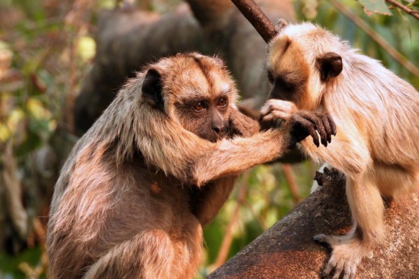 Zwarte brulaap (Alouatta caraya) in de Pantanal, Brazilië