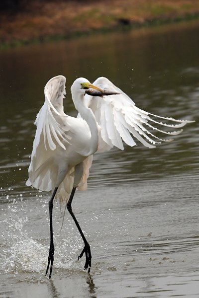 Grote zilverreiger met vis in de snavel, Pantanal, Brazilië