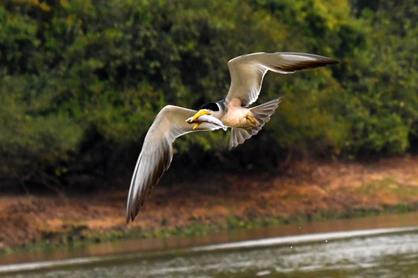 Grootsnavelstern vliegt met vis in zijn snavel, Pantanal, Brazilië