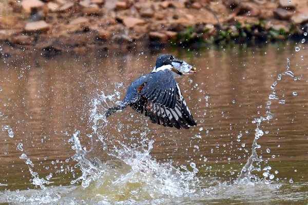 Amerikaanse reuzenijsvogel vliegt met vis in zijn snavel, Pantanal, Brazilië