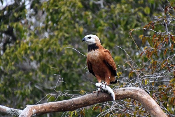 Moerasbuizerd met vis in zijn klauw, Pantanal, Brazilië