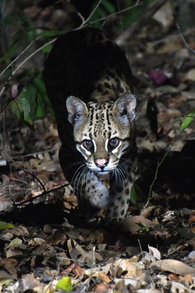 Ocelot in de Pantanal, Brazilië