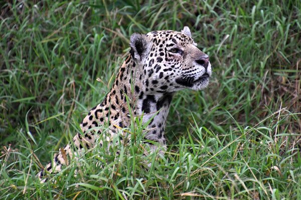 Jaguar in de Pantanal