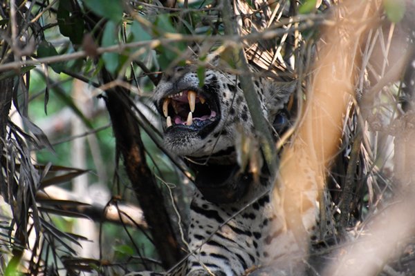 Jaguar in de Pantanal