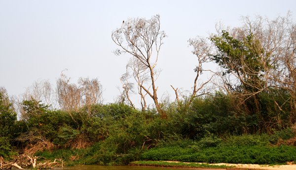 Oever in de Pantanal, Brazilië