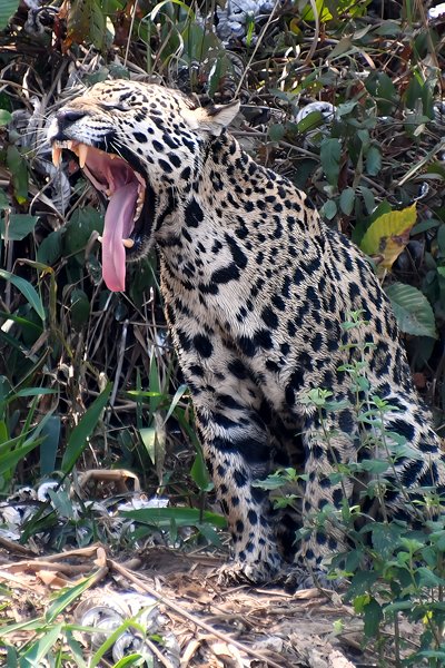 Brullende jaguar in de Pantanal