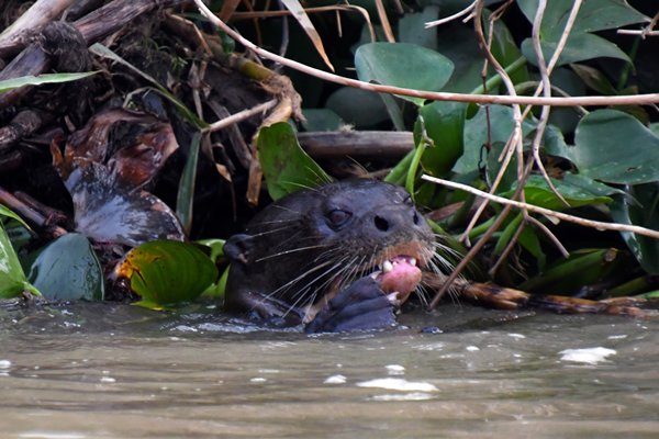 Reuzenotter in de Pantanal, Brazilië