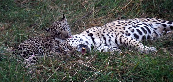 Jaguar met welp in de Pantanal