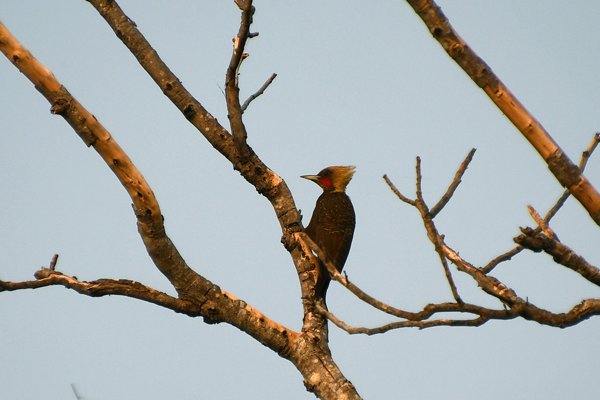 Bleekkuifspecht in de Pantanal, Brazilië