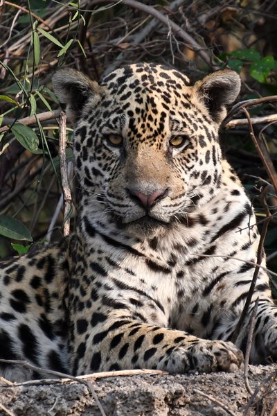 Jaguar in de Pantanal