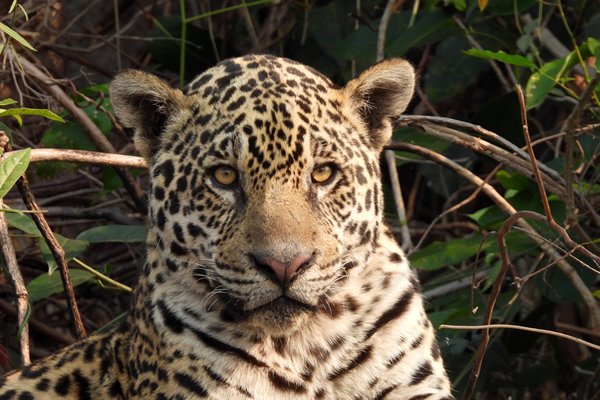 Jaguar in de Pantanal