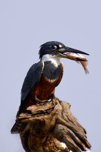 Amerikaanse reuzenijsvogel met vis in zijn snavel, Pantanal, Brazilië