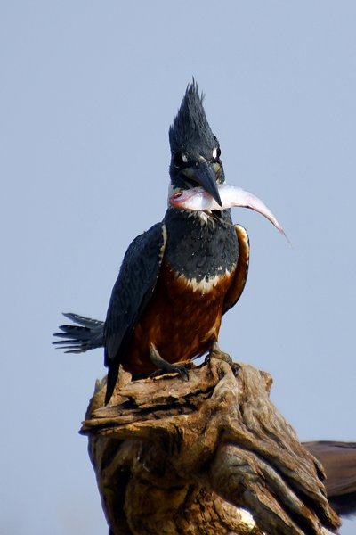 Amerikaanse reuzenijsvogel met vis in zijn snavel, Pantanal, Brazilië