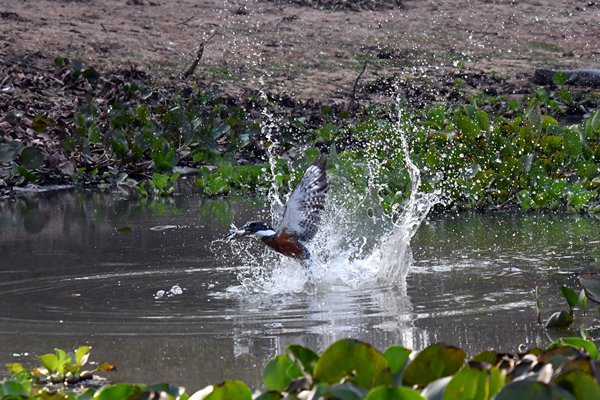 Amerikaanse reuzenijsvogel heeft net een vis gevangen, Pantanal, Brazilië