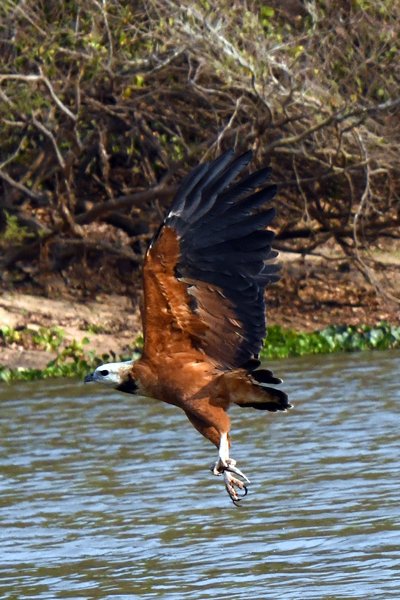 Moerasbuizerd vliegend met vis in zijn klauw, Pantanal, Brazilië