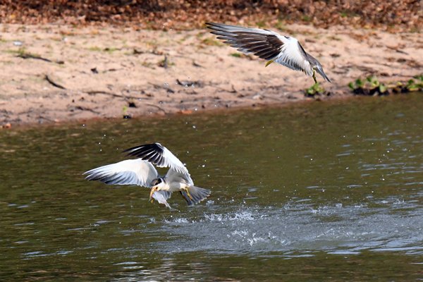 Grootsnavelstern vliegt weg met vis, Pantanal, Brazilië